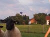 eines unserer Schafe