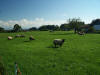 unsere Schafe
